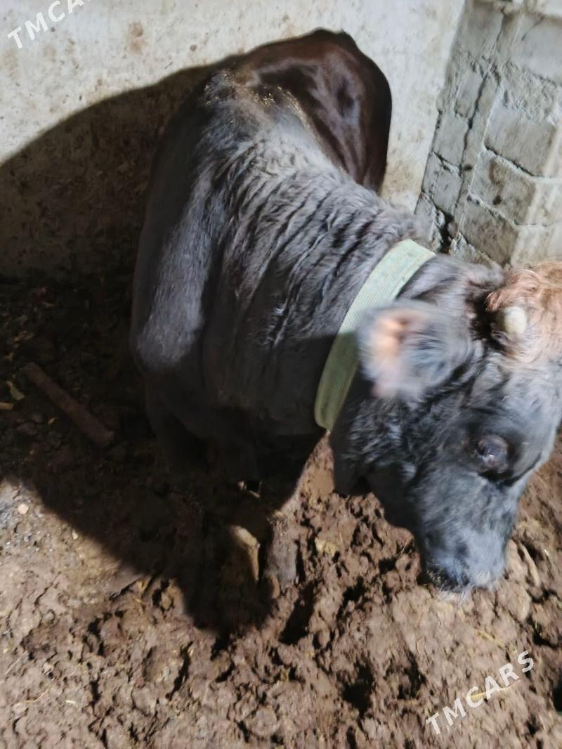 okuz - Ашхабад - img 3