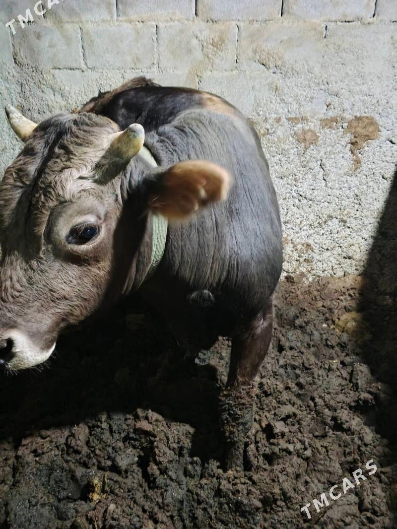 okuz - Ашхабад - img 2