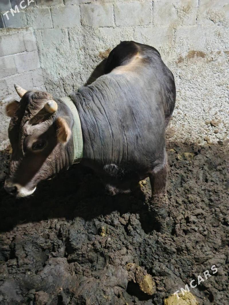 okuz - Ашхабад - img 1