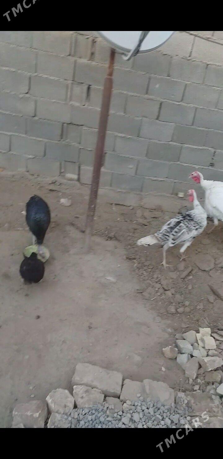 İnduk - Tejen - img 4