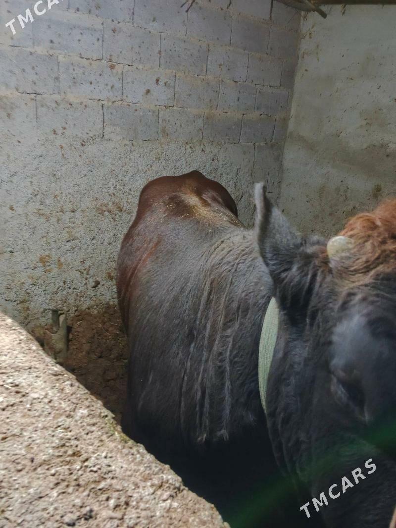 okuz - Ашхабад - img 4