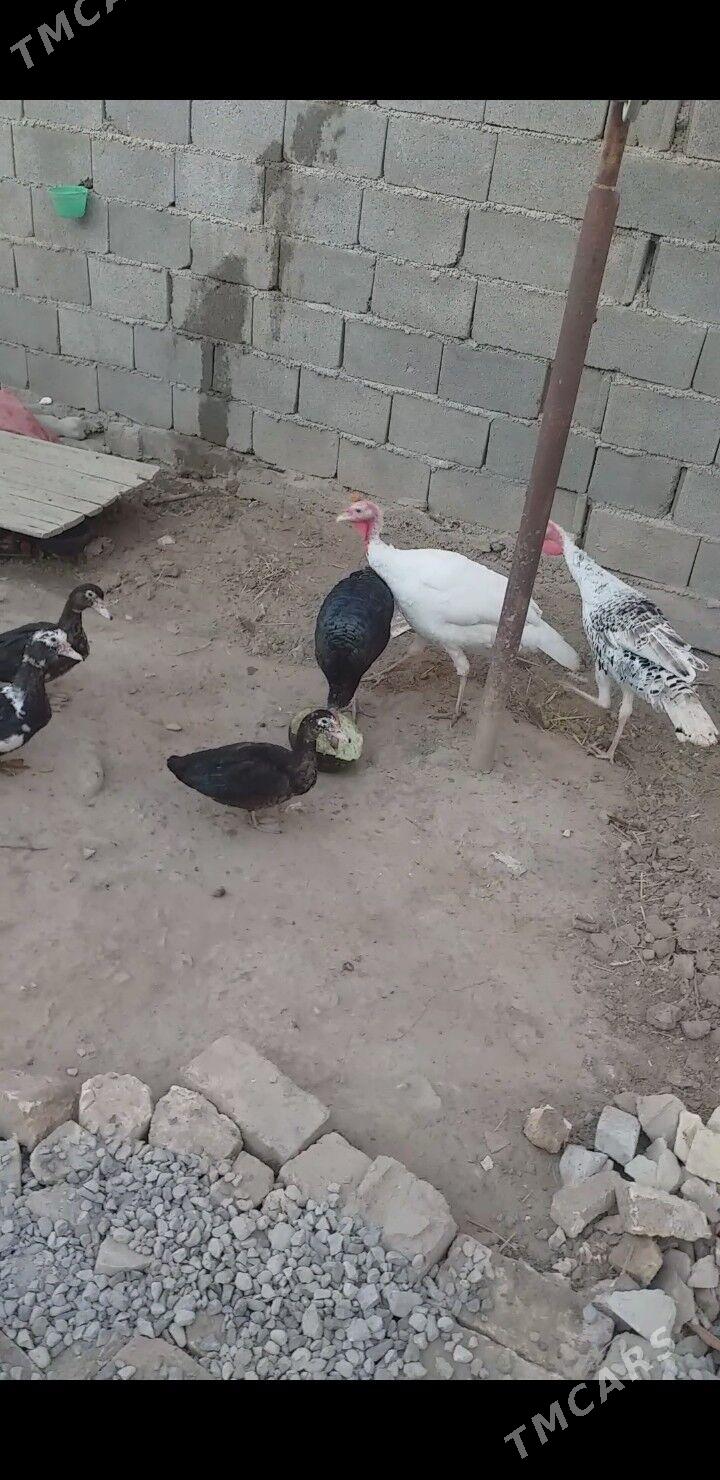 İnduk - Tejen - img 3