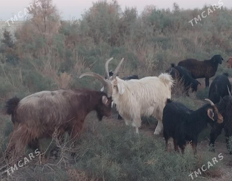 erkec - Garadamak Şor - img 3