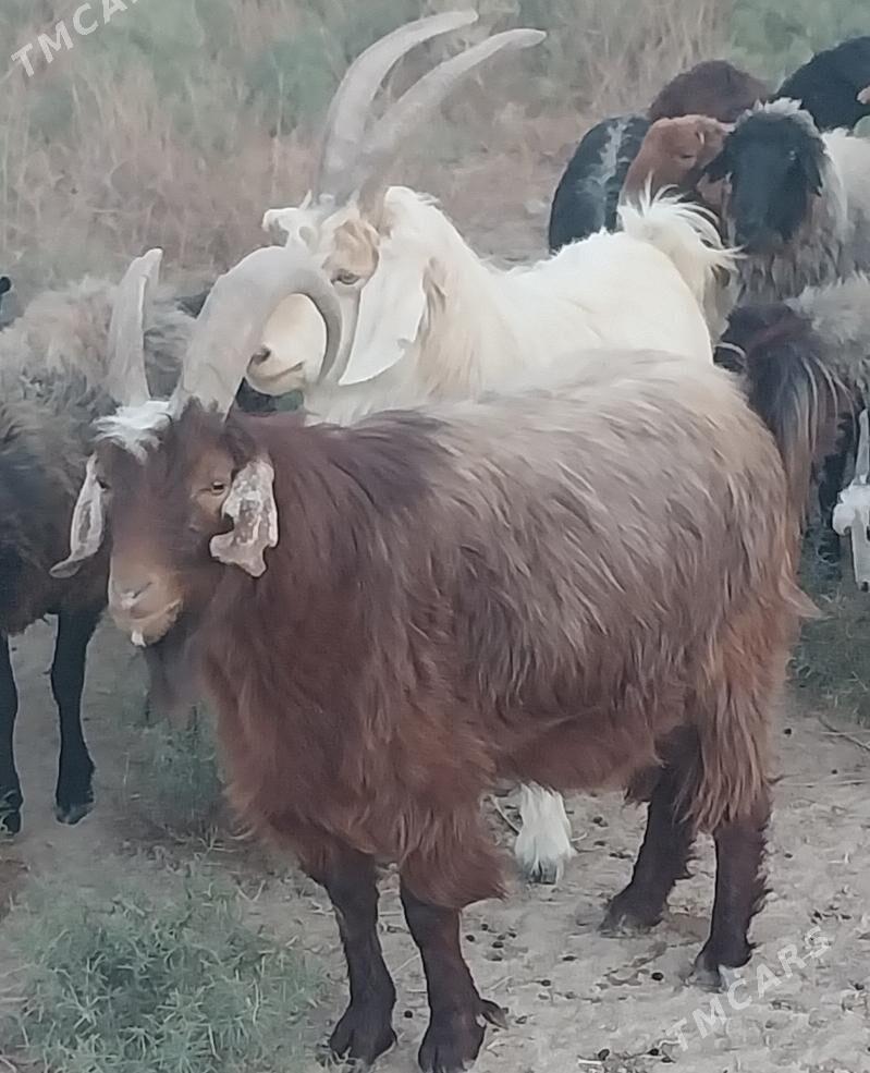 erkec - Garadamak Şor - img 2