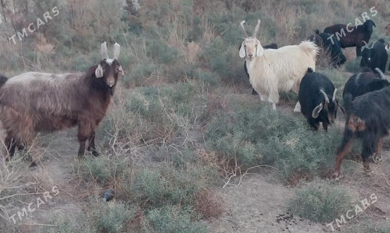 erkec - Garadamak Şor - img 4