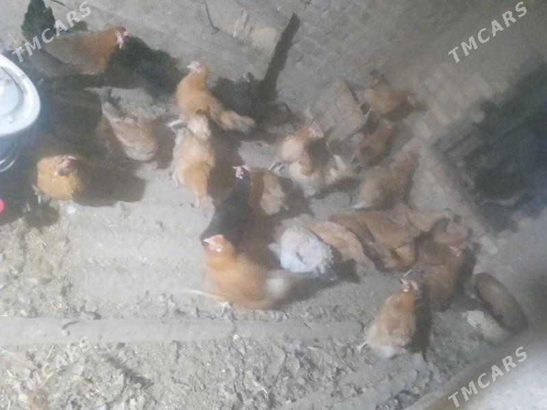 towuk - Tagtabazar - img 3