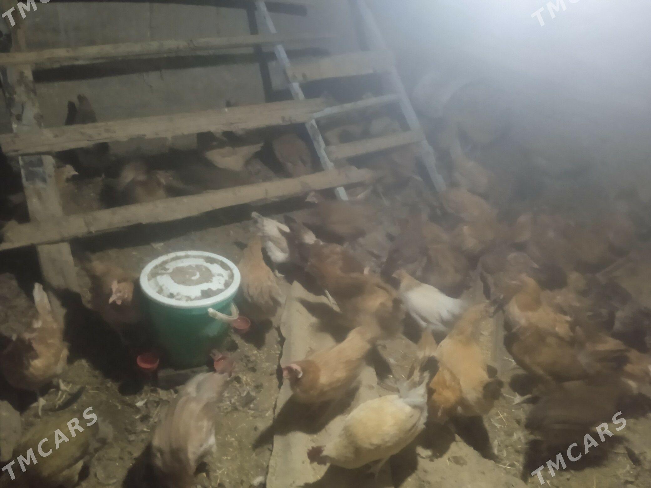 towuk - Tagtabazar - img 8