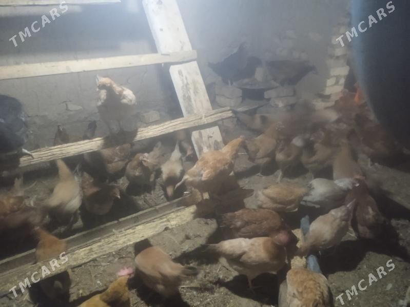 towuk - Tagtabazar - img 5