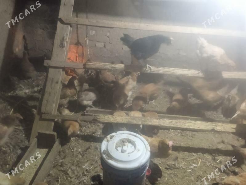 towuk - Tagtabazar - img 6