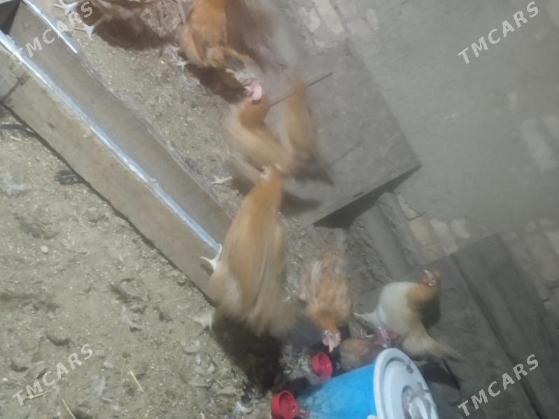 towuk - Tagtabazar - img 2