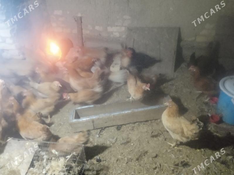 towuk - Tagtabazar - img 4