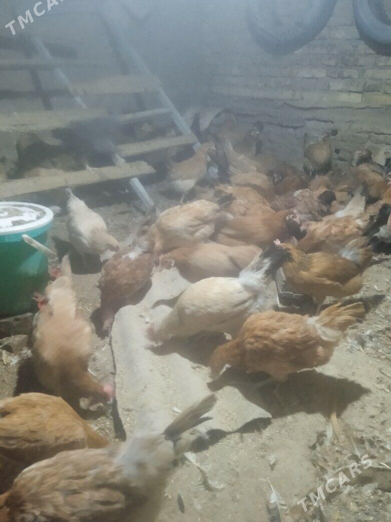 towuk - Tagtabazar - img 7