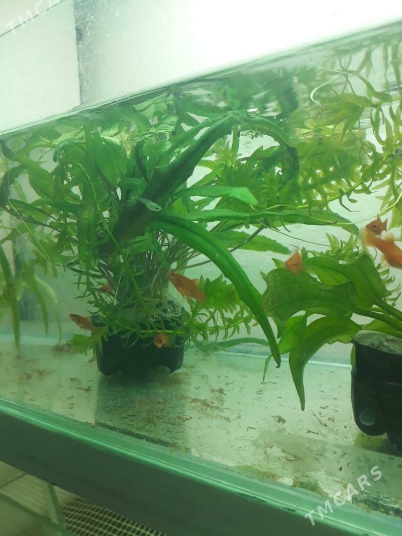 аквариум - Дашогуз - img 2