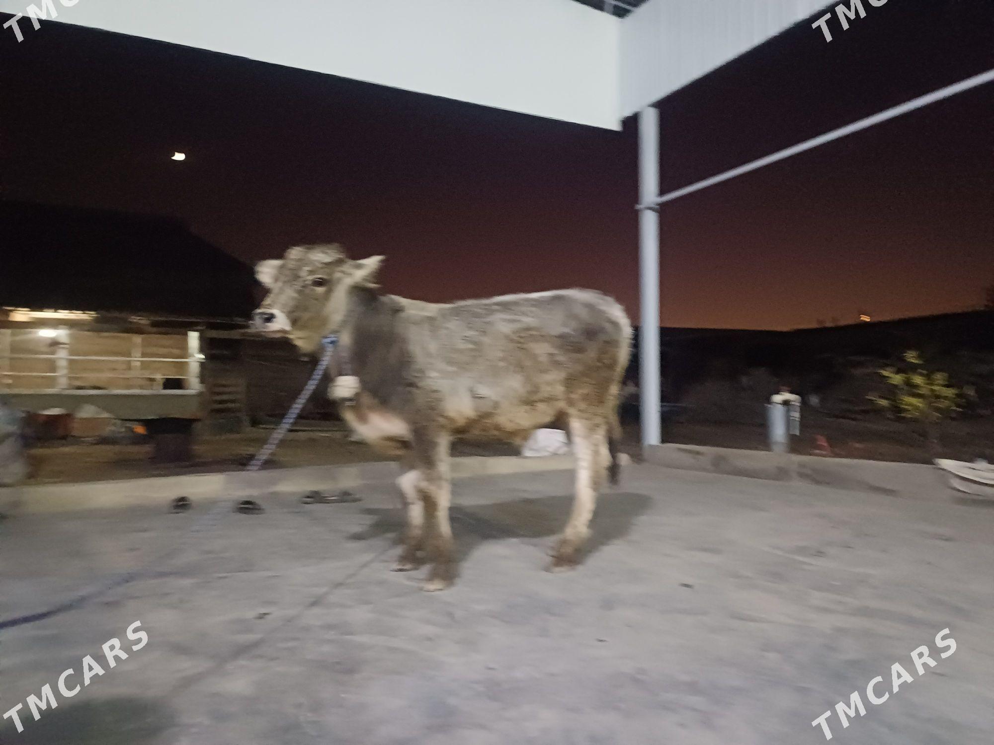 okuz - Бузмеин - img 3