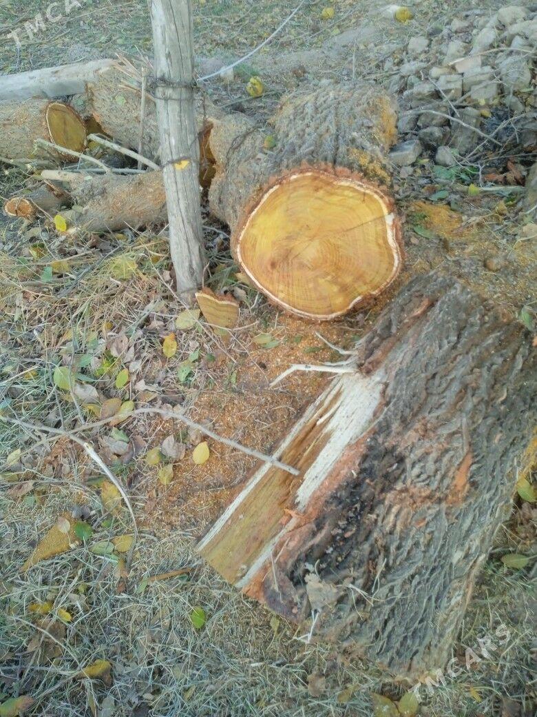 Odun - Мургап - img 1