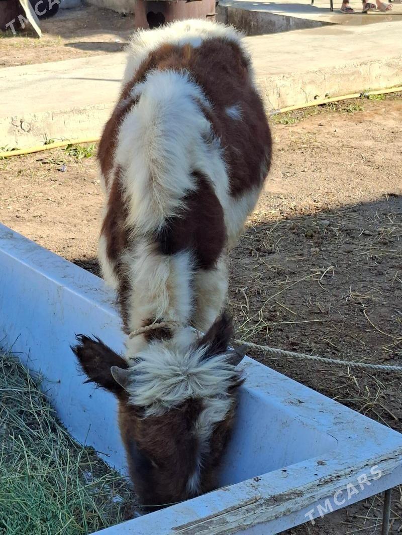 Okuz - Aşgabat - img 4