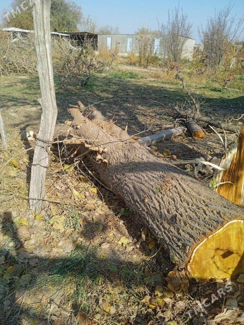 Odun - Мургап - img 2