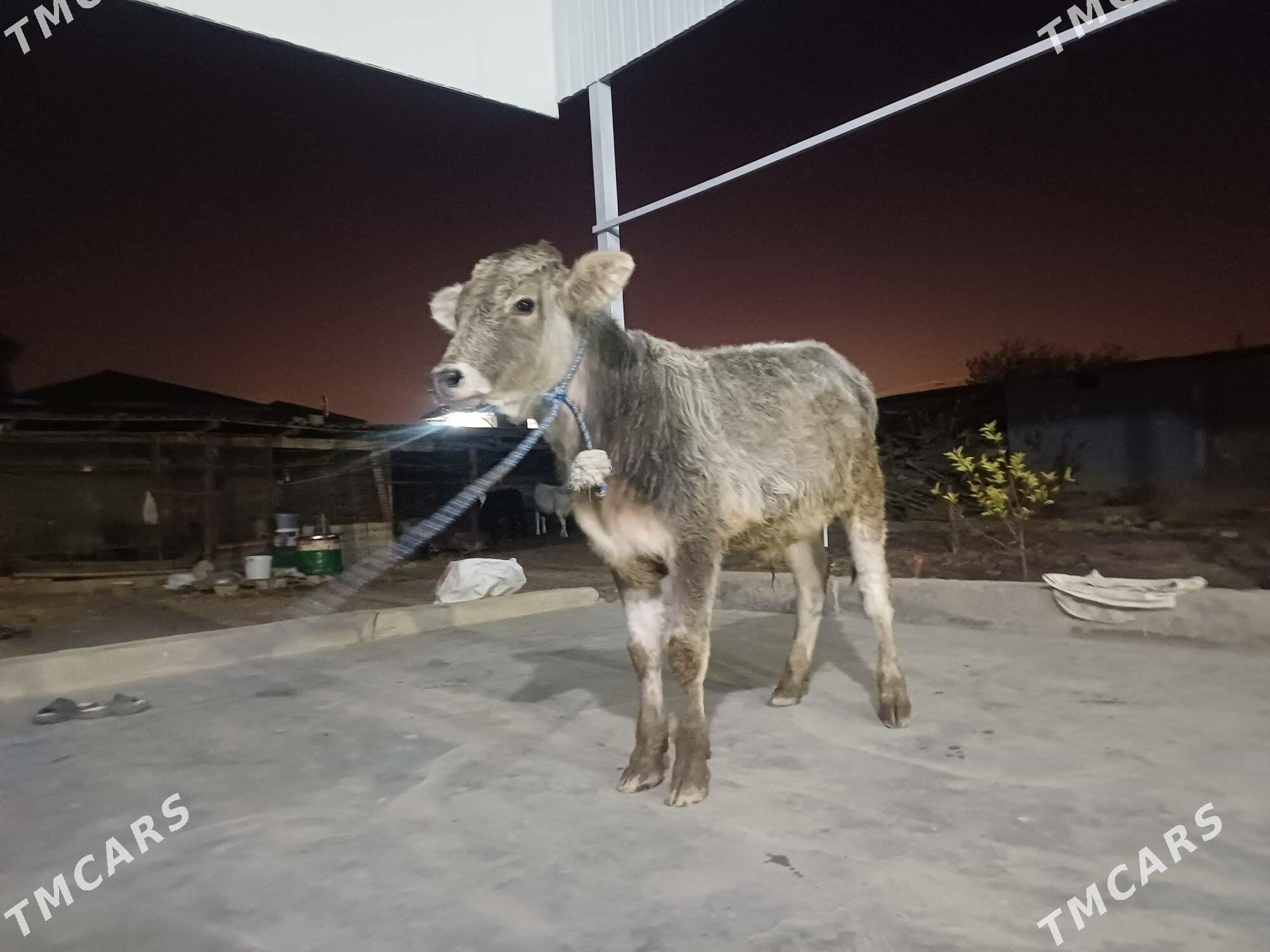 okuz - Бузмеин - img 5