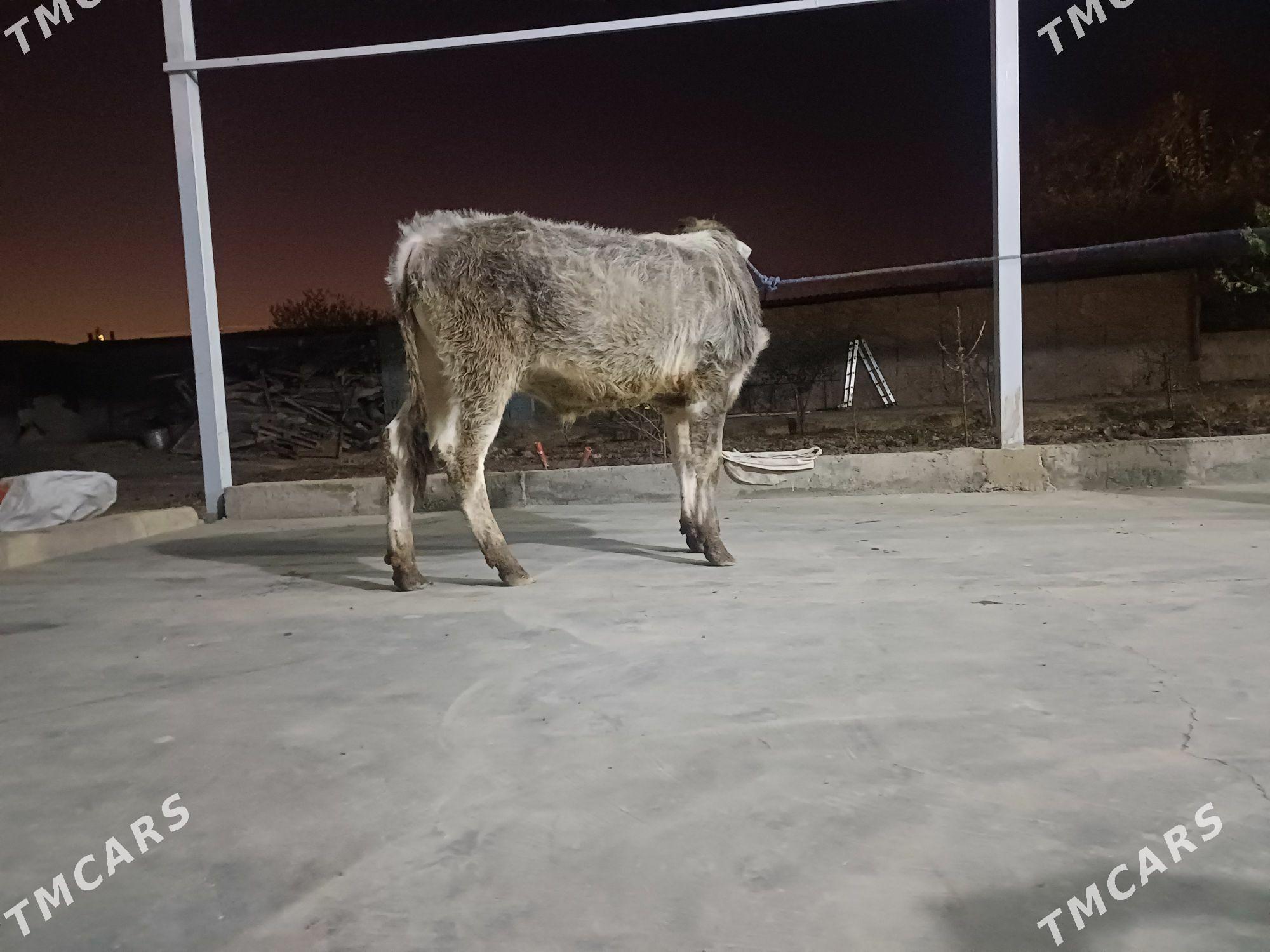 okuz - Бузмеин - img 2