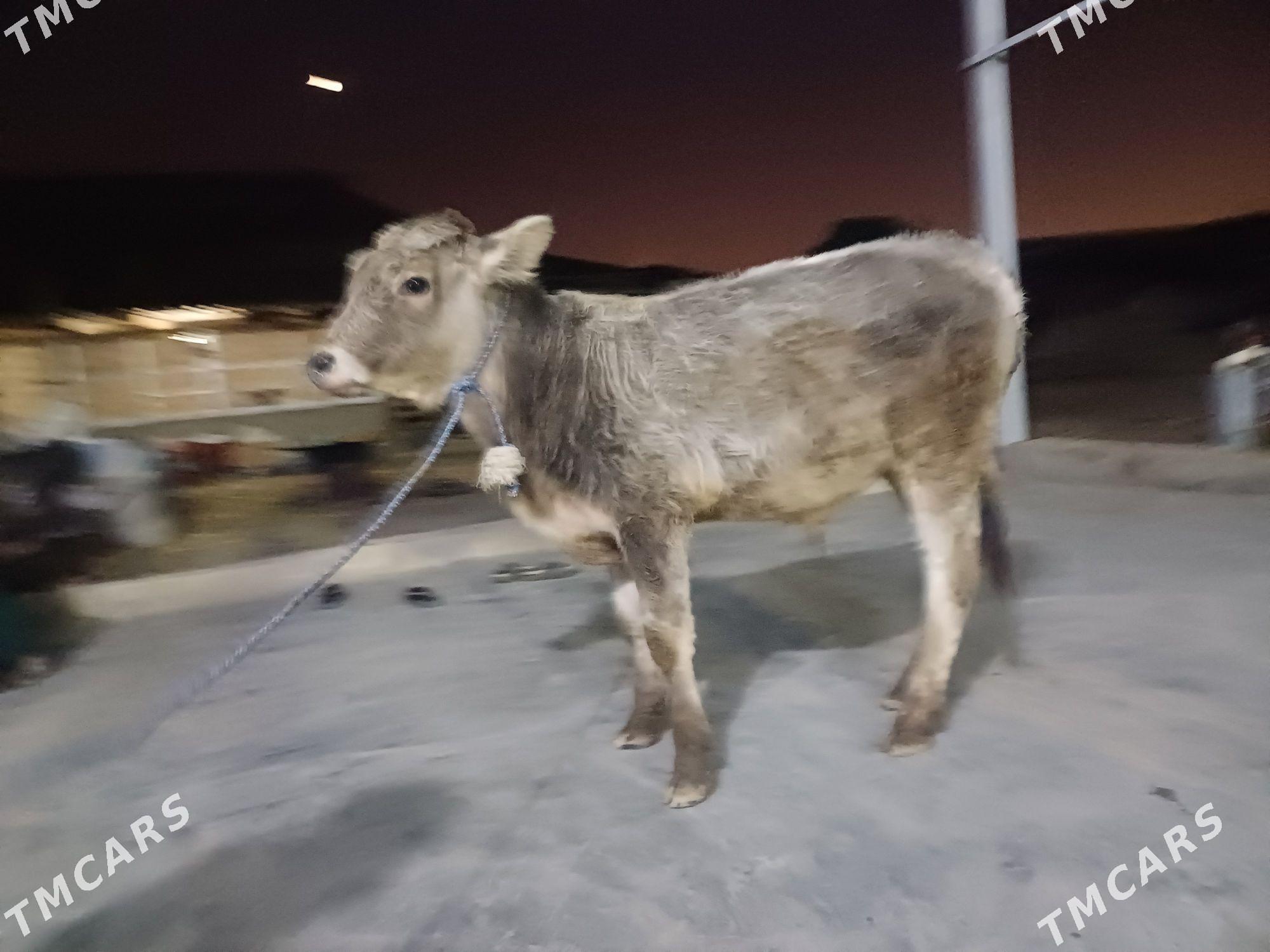 okuz - Бузмеин - img 4