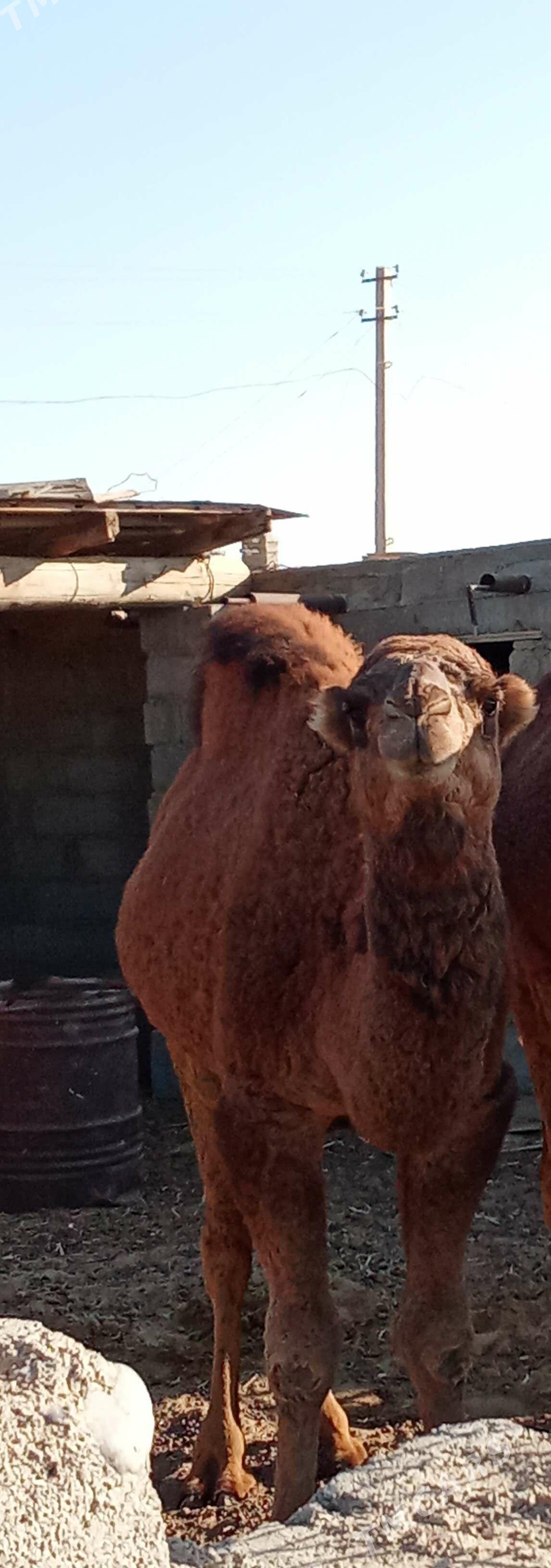 Ogsuk - Балканабат - img 2