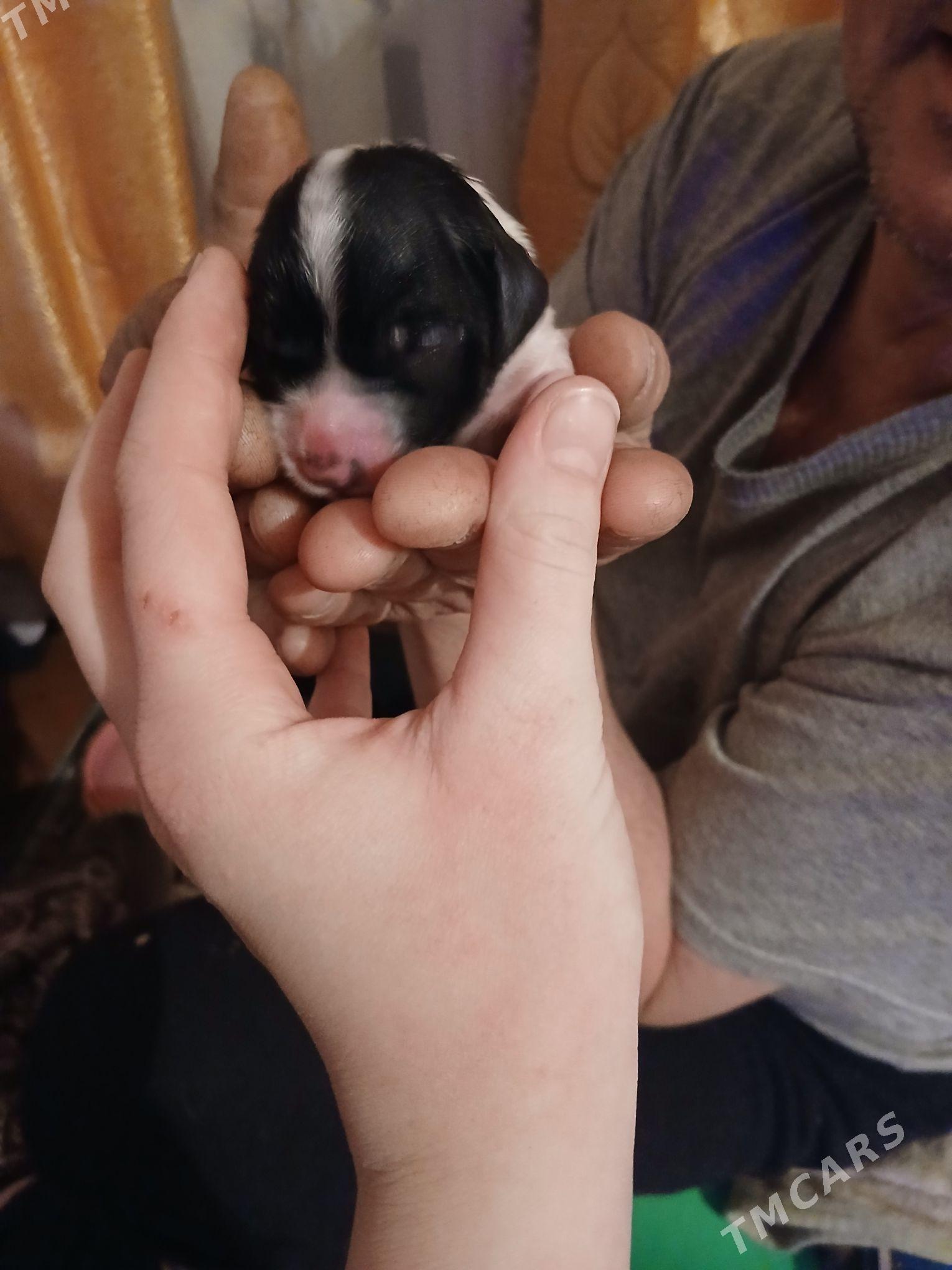 щенки охотничий породы - Туркменабат - img 6