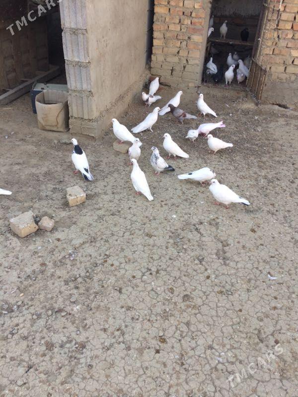 kepderi - Bäherden - img 3