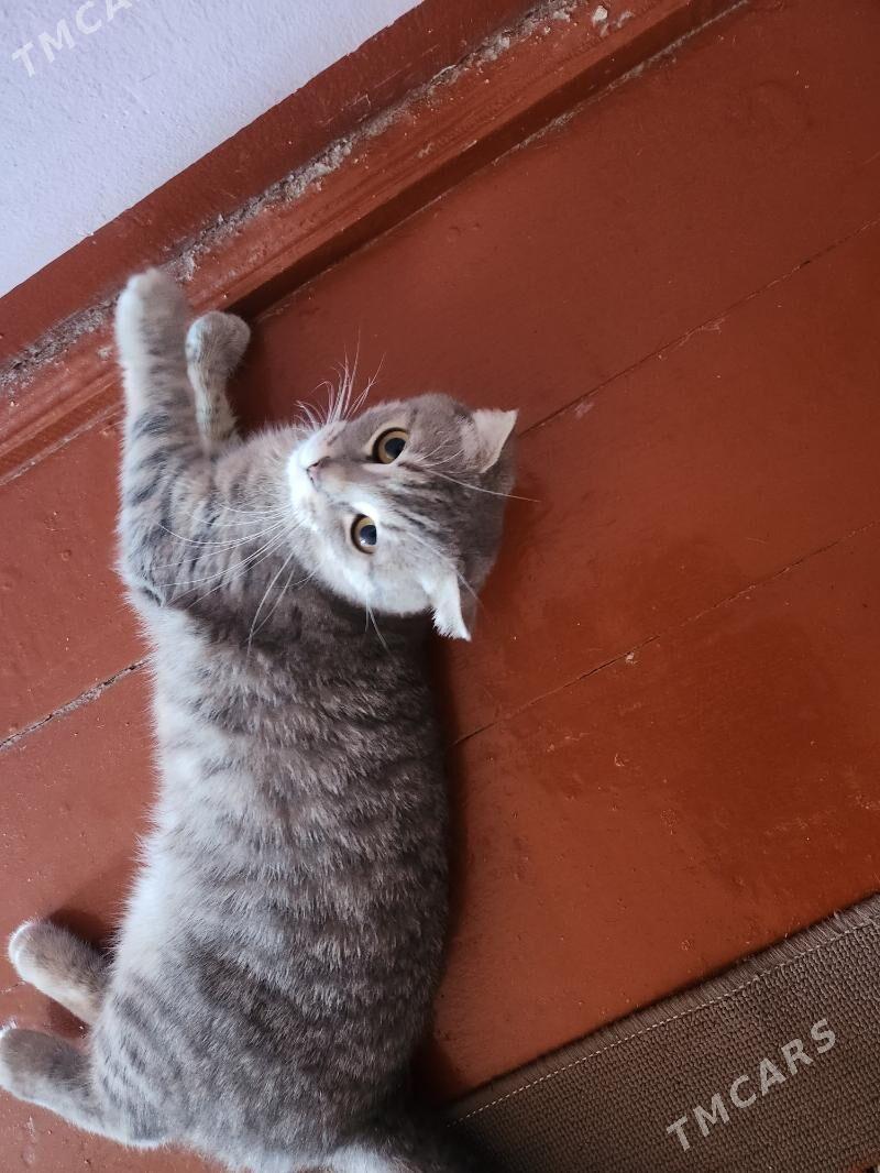 Satlanskiy şinşila - Гурбансолтан Едже - img 2