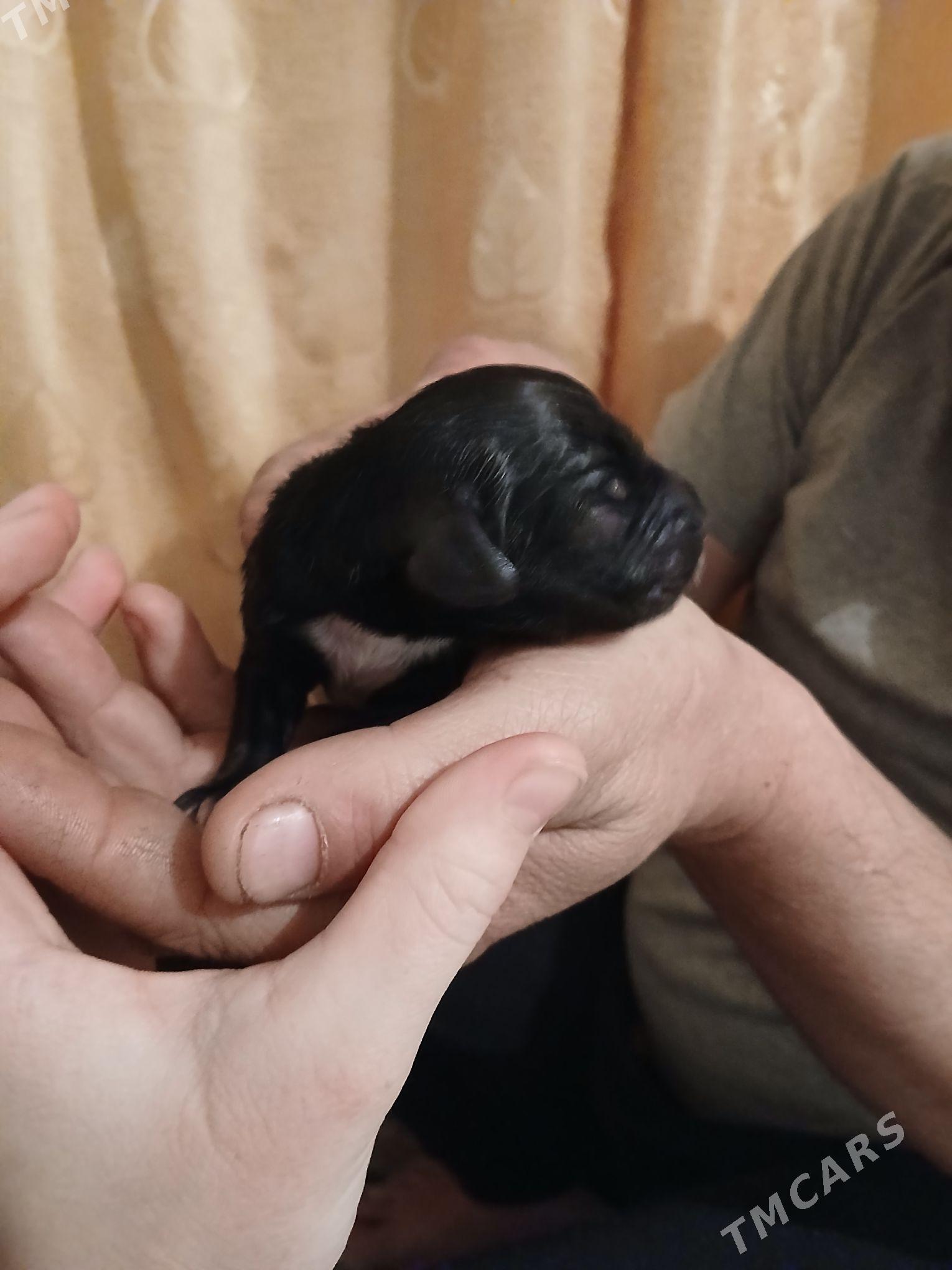 щенки охотничий породы - Туркменабат - img 8