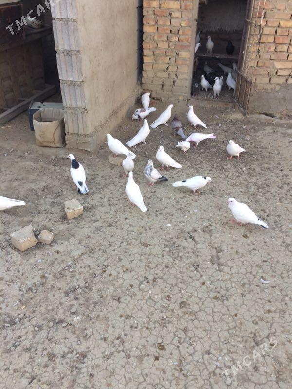 kepderi - Bäherden - img 2