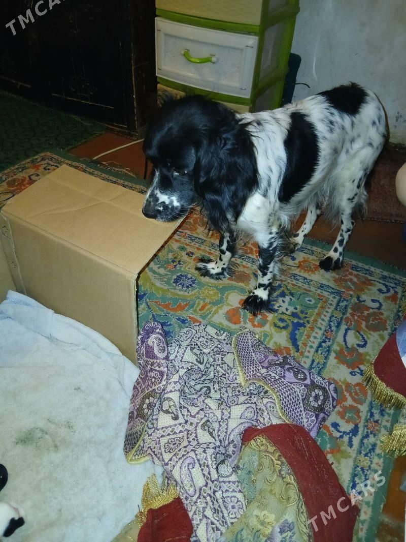 щенки охотничий породы - Туркменабат - img 2