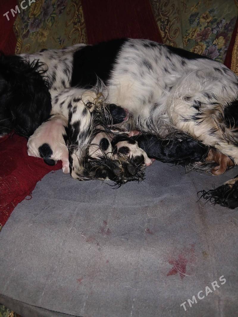 щенки охотничий породы - Туркменабат - img 4