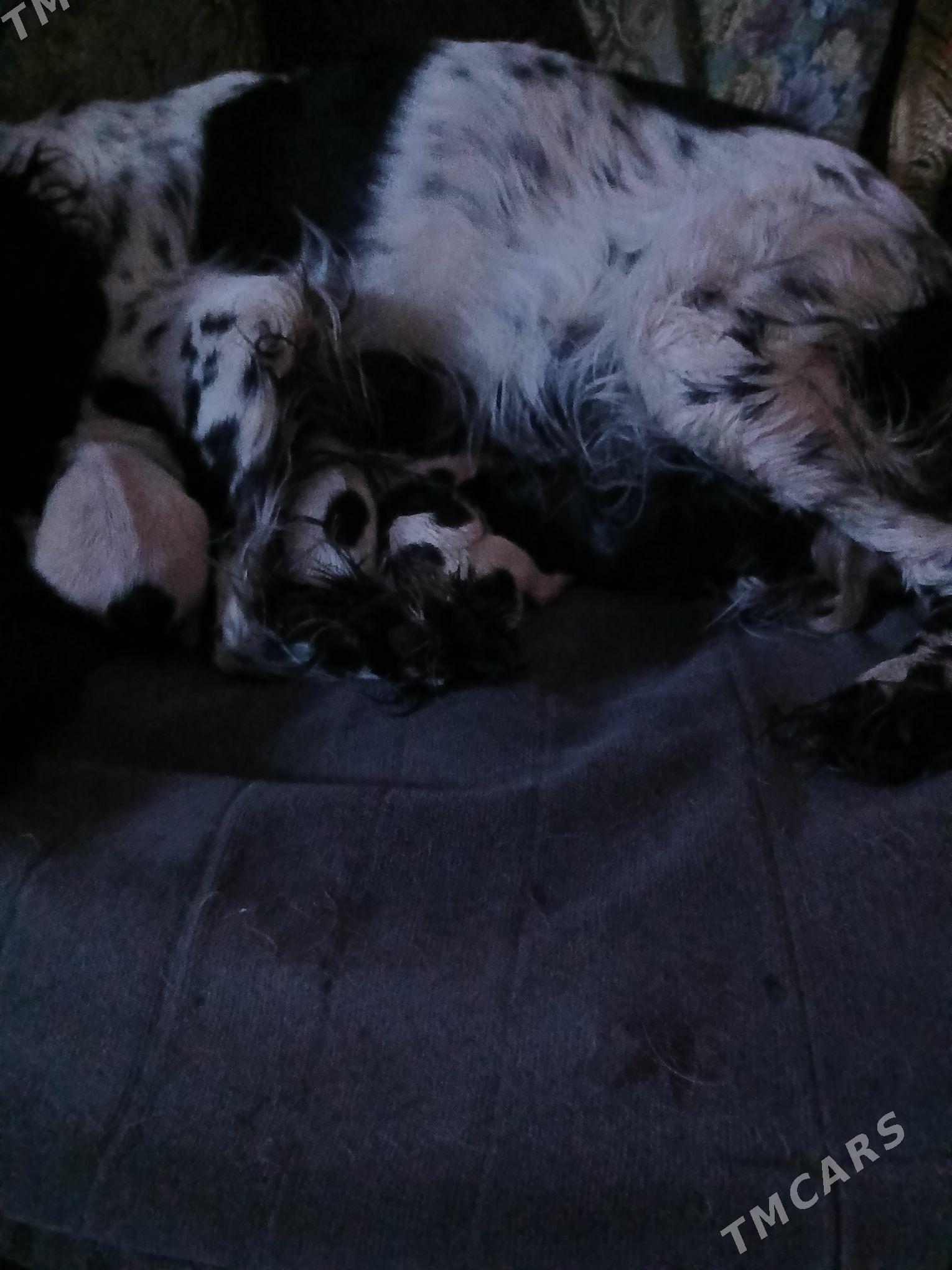 щенки охотничий породы - Туркменабат - img 5