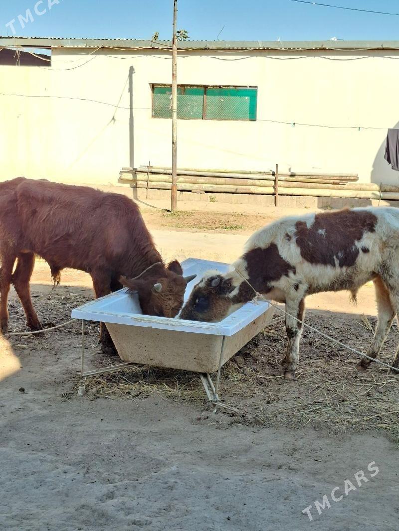 Okuz 2-sany - Aşgabat - img 2