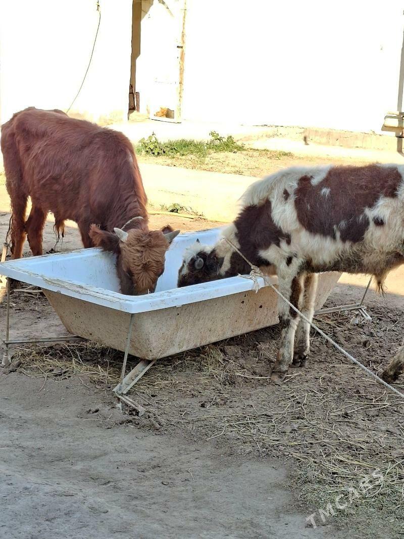 Okuz 2-sany - Aşgabat - img 1