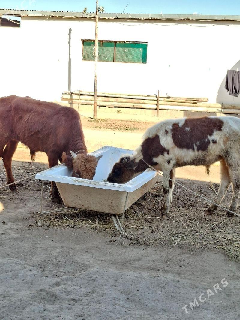 Okuz 2-sany - Aşgabat - img 3