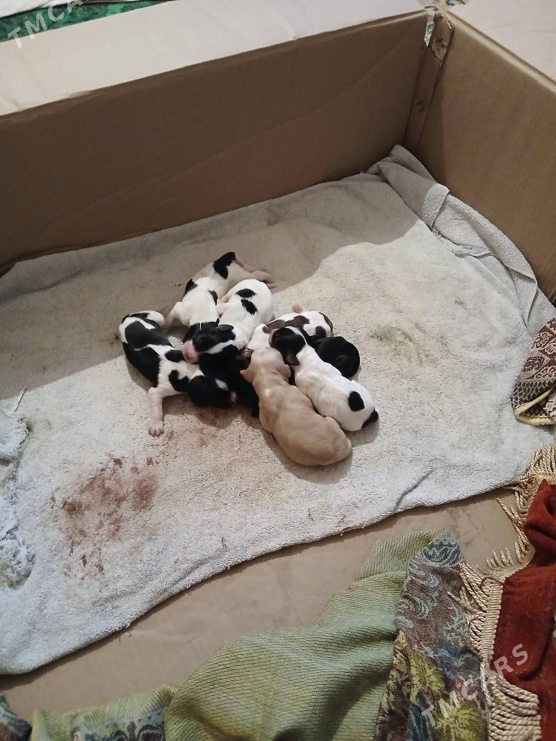 щенки охотничий породы - Туркменабат - img 3