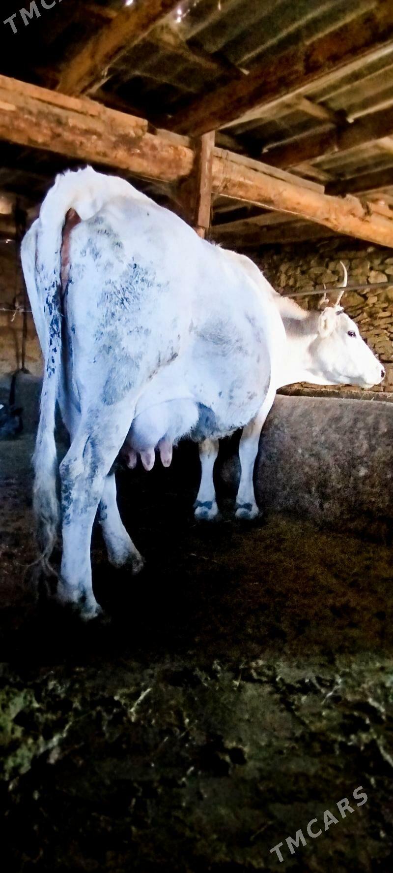 Gibrit Gölely sygyr - Бахарден - img 5