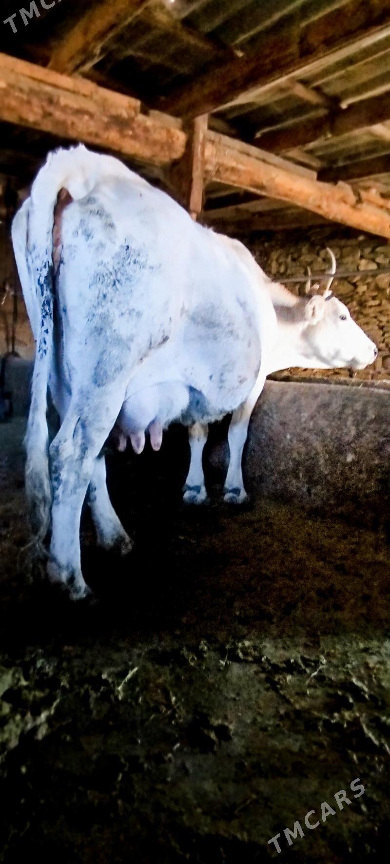 Gibrit Gölely sygyr - Бахарден - img 7