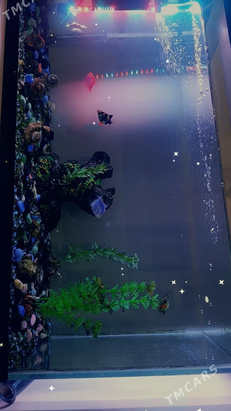 Akwarium - ул. Чехова -  Элитки (А.Ниязов шаёлы) - img 3