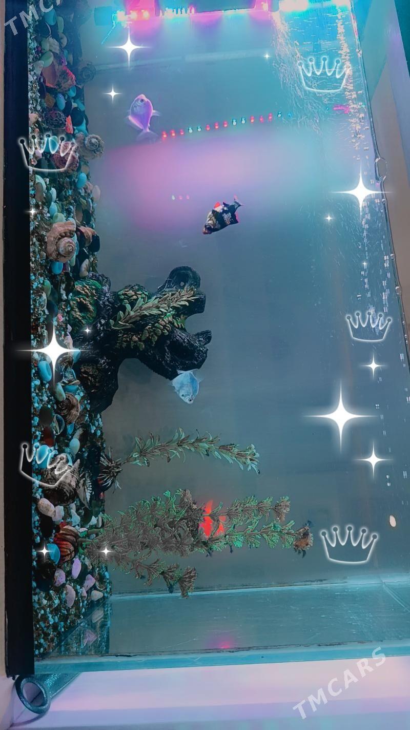 Akwarium - ул. Чехова - Элитки (А.Ниязов шаёлы) - img 1