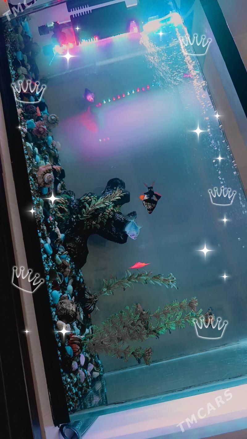 Akwarium - ул. Чехова -  Элитки (А.Ниязов шаёлы) - img 2