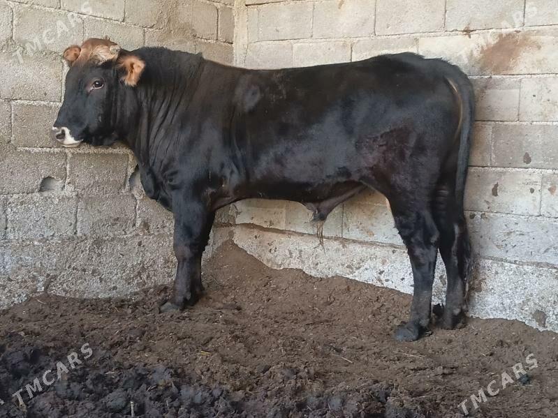 Okuz - Багир - img 1