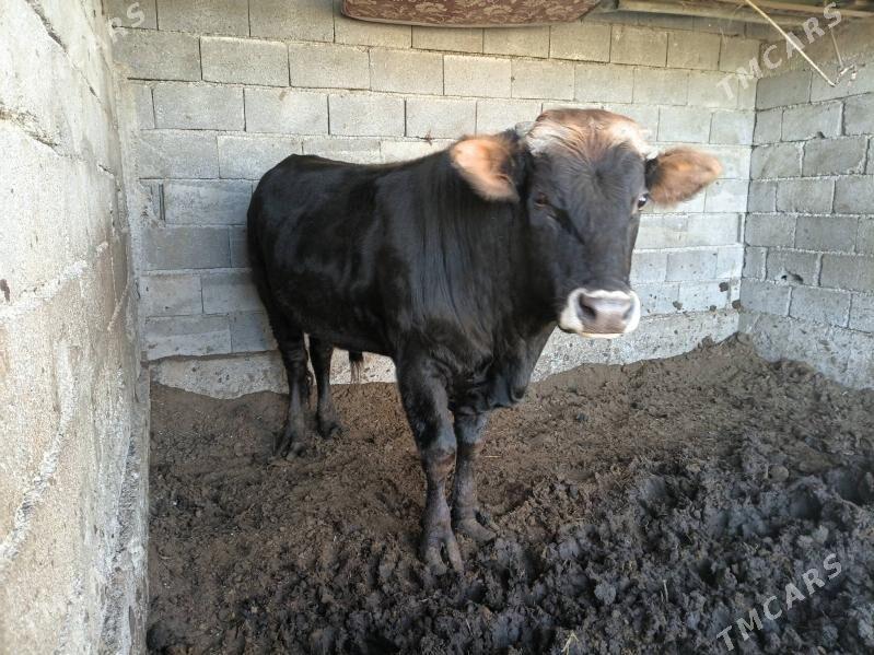 Okuz - Багир - img 2