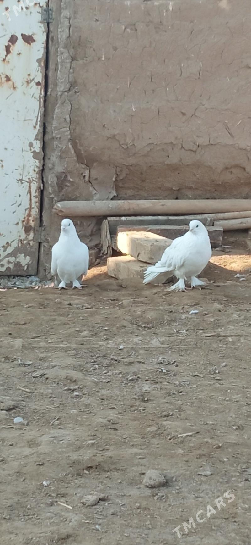 KEPDERI - Mary - img 4