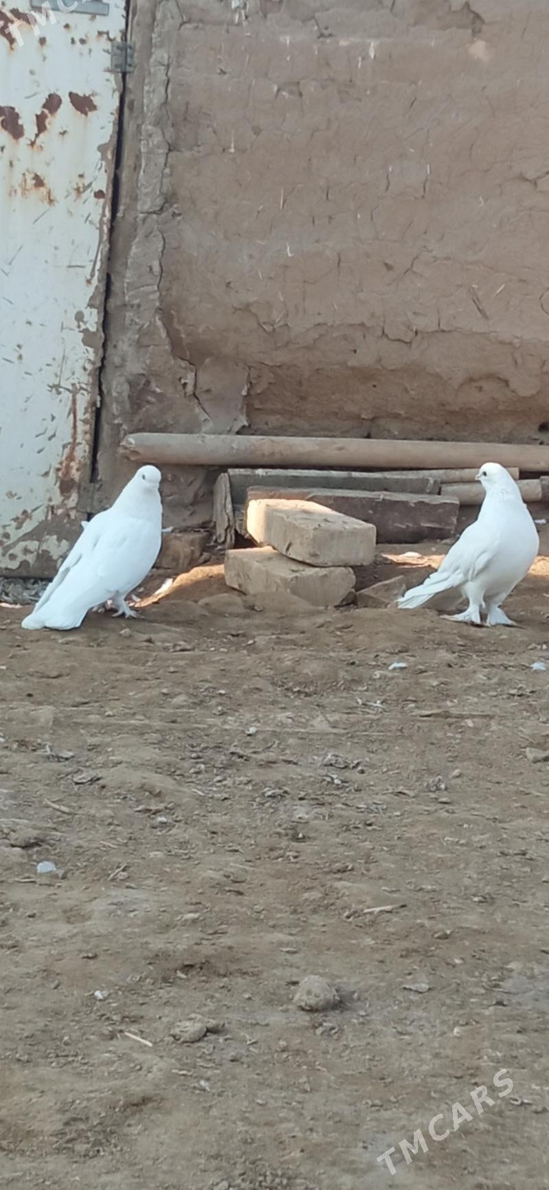 KEPDERI - Mary - img 5