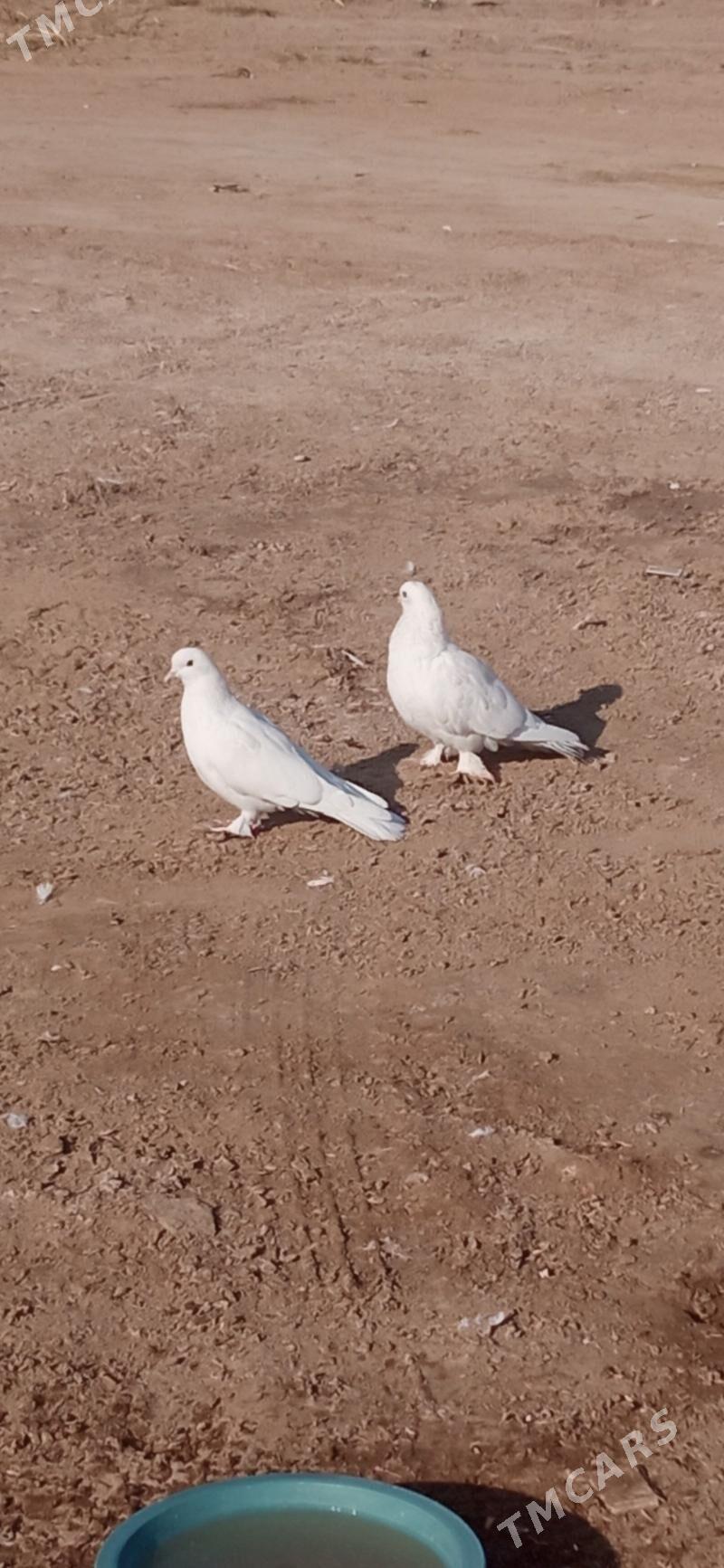 KEPDERI - Mary - img 6