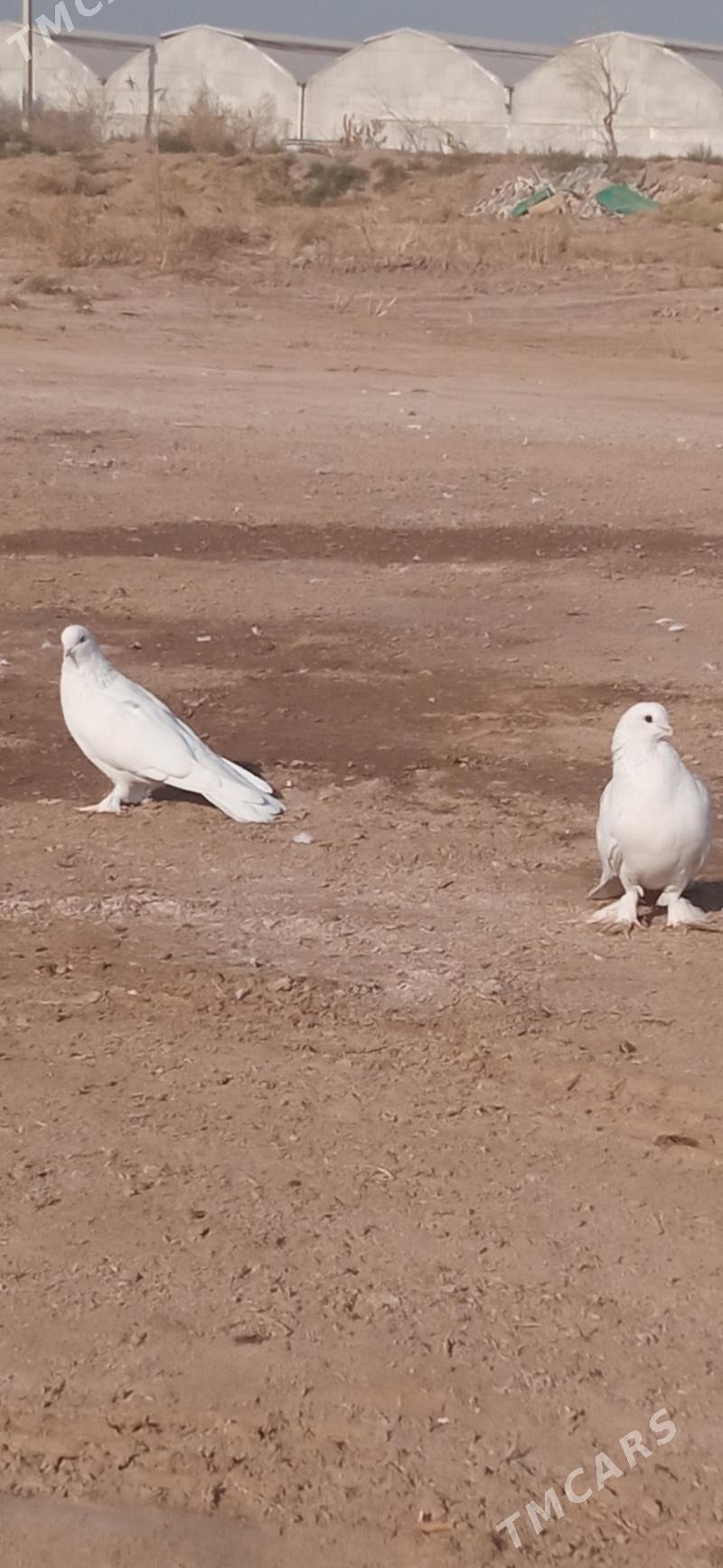 KEPDERI - Mary - img 2