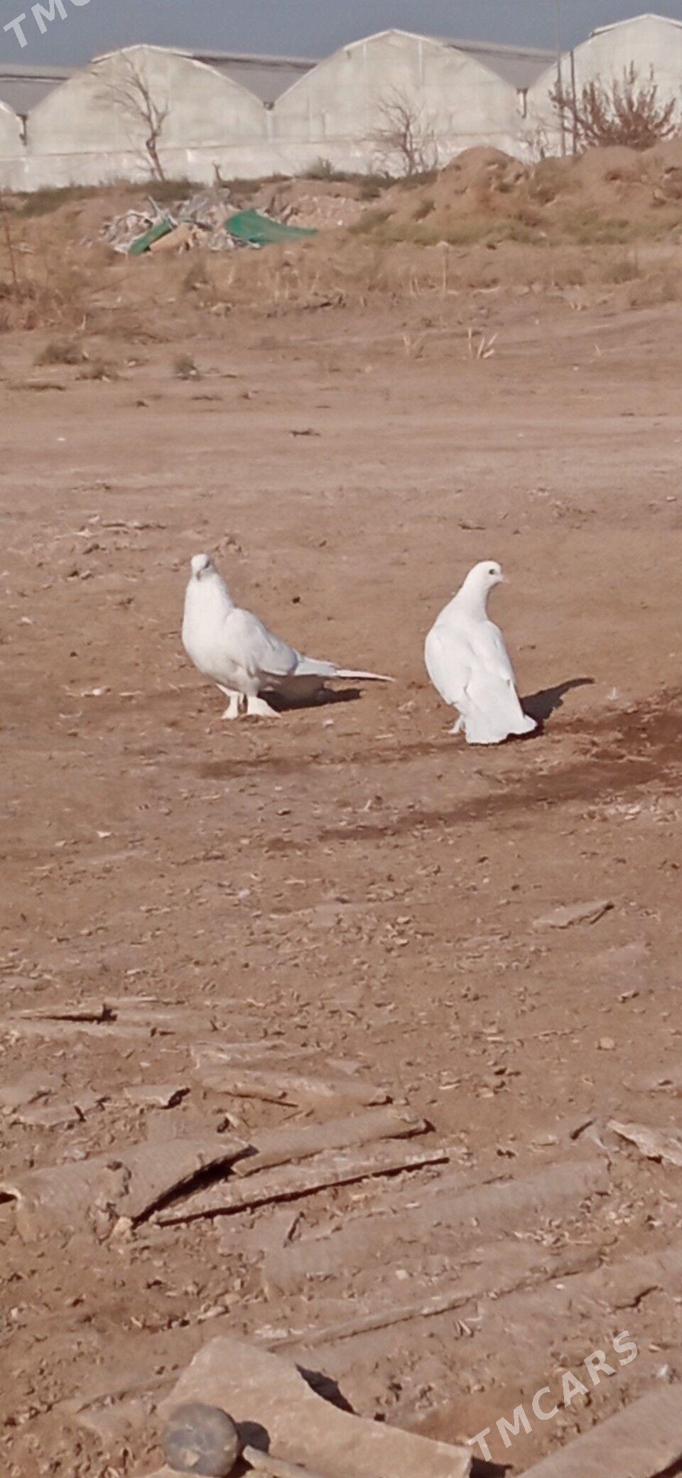 KEPDERI - Mary - img 7