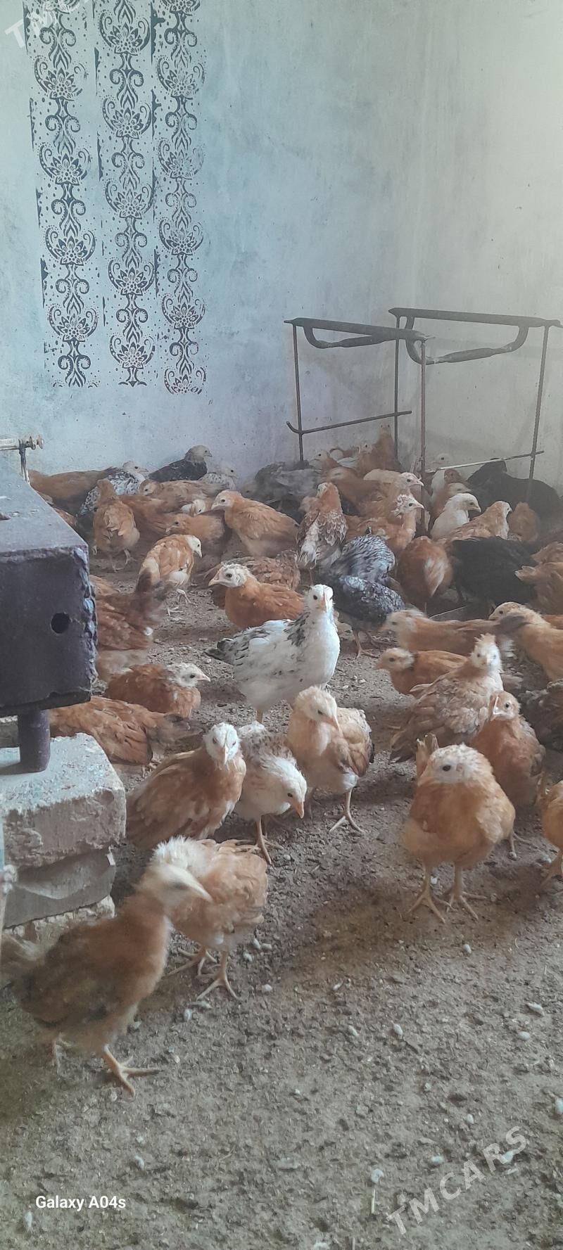 towuk juje - Кака - img 3